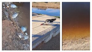 Ανάληψη: Προβληματισμός στους επιστήμονες για το τι προκάλεσε τη θνησιμότητα των ψαριών