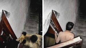 Άνδρας στο Θιβέτ διώχνει αρκούδες ... γαυγίζοντας!