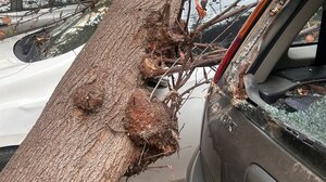 Στο έλεος των ανέμων το Ηράκλειο: Δέντρα καταπλάκωσαν 5 αυτοκίνητα στον Μασταμπά