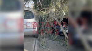 Θυελλώδεις άνεμοι ξερίζωσαν δεκάδες δέντρα σε όλη την Κρήτη - Αναχώρησαν τα πλοία, τι γίνεται με τις πτήσεις