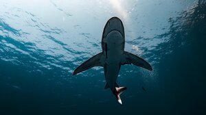 Γαλλία: Ένας 55χρονος σέρφερ έχασε τη ζωή του από επίθεση καρχαρία στη Νέα Καληδονία