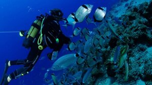 Δήμος κι Επιμελητήριο στο ίδιο τραπέζι για την ανάπτυξη του καταδυτικού τουρισμού