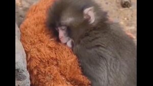 Μακάκος βρήκε παρηγοριά σε λούτρινο ουρακοτάγκο όταν τον απέρριψε η μαμά του - Βίντεο