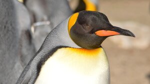 Κίνδυνος για τους αυτοκρατορικούς πιγκουίνους – Τι φοβούνται οι επιστήμονες ότι μπορεί να τους σκοτώνει