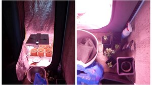 Λασίθι: Καλλιεργούσε κάνναβη, είχε και παραισθησιογόνα μανιτάρια!