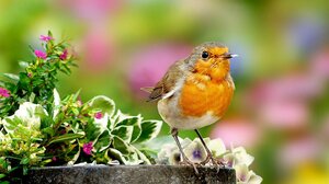 Μελέτη: Η παρατήρηση πουλιών αναδιαμορφώνει τον εγκέφαλο και προστατεύει από τη γήρανση