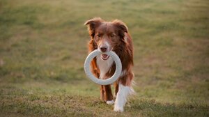 4 παιχνίδια που μπορείτε να παίξετε με έναν ηλικιωμένο σκύλο