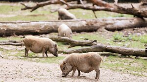 ΗΠΑ: Προσπάθησε να σκοτώσει τον αντίζηλό του και να τον ταΐσει στα γουρούνια