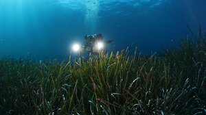  Τι είναι και τι κάνει, τελικά, η ποσειδωνία;