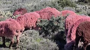 Kόκκινα… πρόβατα και «αντικλεπτική τεχνολογία» αλά κρητικά!