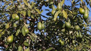  Δηλώσεις στον ΕΛΓΑ για τις ζημιές σε καλλιέργειες μετά την ανεμοθύελλα 