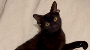 Dobby: Το γατάκι με τα τέσσερα αυτιά που έγινε Viral 