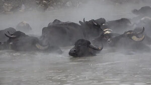 Τουρκία: Σπάνιες εικόνες με βουβάλια να απολαμβάνουν ιαματικά λουτρά - Δείτε βίντεο