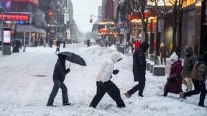 ΗΠΑ: Ιγκουάνα πέφτουν από τα δέντρα, παράλυτα από το ψύχος