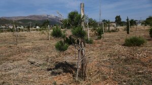 Εθελοντική δενδροφύτευση στο Πάρκο Χλωρίδας και Πανίδας του Πολυτεχνείου Κρήτης