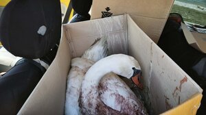 Πυροβόλησαν κύκνο στην Κορωνησία