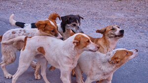 Δαφνές: Τα αδέσποτα έχουν γίνει ο φόβος και ο τρόμος κατοίκων και καταστηματαρχών