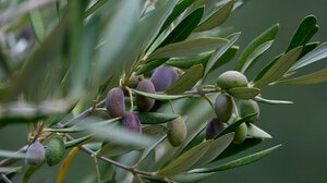 Σύγχρονες τεχνικές κλαδέματος και βελτίωση ποιότητας ελαιολάδου - Ημερίδα στην Κριτσά