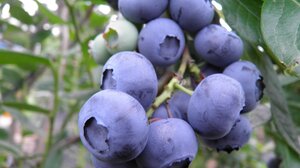 Η εκρηκτική αντιοξειδωτική δύναμη των blueberries