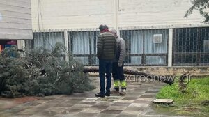 Χανιά: Δέντρο έπεσε στην αυλή σχολείου
