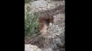 Ρόδος: Διέσωσαν τυφλή και τραυματισμένη ελαφίνα - Δείτε βίντεο