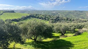 Αρχαία ελαιόδεντρα σε ιστορικά μνημεία της Ελλάδας: Μία πρωτότυπη ιδέα συνδυάζει ιστορία, αγροτική παράδοση και τουρισμό