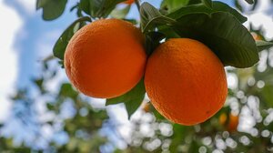  Ζωντανεύει και φέτος με γεύσεις και χρώματα η Γιορτή Πορτοκαλιού στο Φόδελε