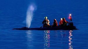 Διασώστες προσπαθούν να ρυμουλκήσουν μεγάπτερη φάλαινα που έχει προσαράξει στη γερμανική Βαλτική