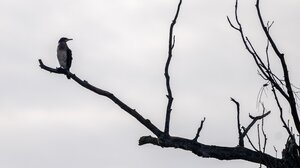 Τον βρήκαν κρεμασμένο σε δέντρο - Τραγωδία στην Κίσσαμο