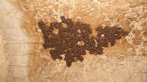 Κρήτη: Καταφύγια… νυχτερίδων χρειάζονται την προσοχή όλων μας!