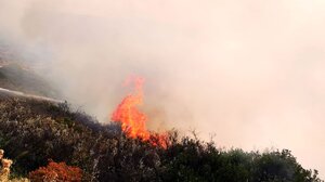 Καίνε κλαδιά και ξερόχορτα… και τα αφήνουν στην τύχη τους!