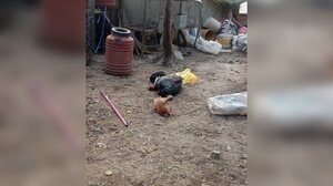 Φόβος και τρόμος από αγέλη σκυλιών στην Αλικαρνασσό!