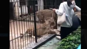 Σοκαριστικό βίντεο: Λιοντάρι αρπάζει το πόδι 10χρονης σε ζωολογικό πάρκο της Κίνας