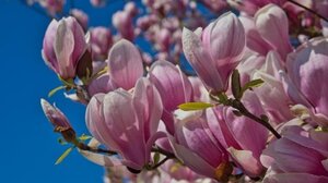 Ανθισμένες Μανόλιες