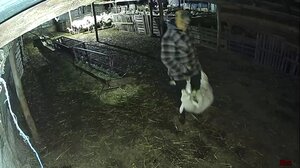 Κουκουλοφόροι «μπούκαραν» στο μαντρί και άρπαξαν τα… αρνιά 