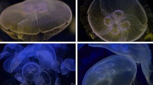 Μέδουσες… στο πιάτο! Οι επιστήμονες αναρωτιούνται αν θα τις τρώγατε!