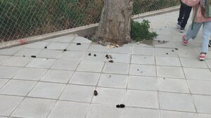 Αλικαρνασσός: Πεζοδρόμια για τα παιδιά, αλλά χωρίς σεβασμό στην καθαριότητα