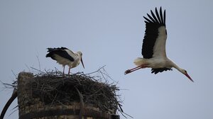 Η επιστροφή των πελαργών