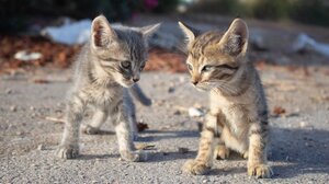 Έσωσε γατάκια που βρήκε πεταμένα μέσα σε σακούλα 