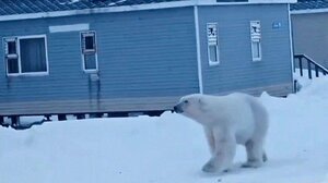 Πολική αρκούδα βγήκε για... τροφή σε χωριό της Αρκτικής - Βίντεο
