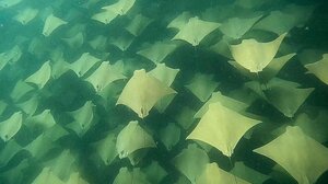 Μαγευτική στιγμή στον βυθό: Σαλάχια "χορεύουν" γύρω από δύτη - Βίντεο