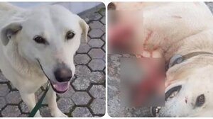 Φρίκη στα Χανιά: Σκότωσαν τον Μπεν!