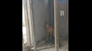 Πόλεμος στη Μέση Ανατολή: Σκύλος στη Δυτική Όχθη κρύβεται πανικόβλητος καθώς ηχούν σειρήνες πολέμου