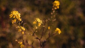 Το αντικαταθλιπτικό βότανο που φτιάχνει τη διάθεση