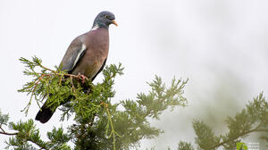 Φάσσα: Για 1η φορά είχαμε αναπαραγωγή του είδους στην «καρδιά» της πόλης του Ηρακλείου!