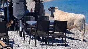 Αγελάδα... πήγε για βουτιές στην παραλία