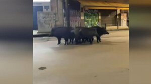 Θεσσαλονίκη: Αγριογούρουνα βγήκαν «βόλτα» σε κεντρικούς δρόμους της πόλης