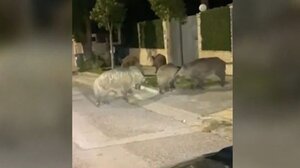 Αγριογούρουνα ξαναβγήκαν "βόλτα" στην Εκάλη 