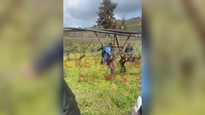 Ηράκλειο: Μεγάλη η καταστροφή στους αμπελώνες από το χαλάζι - Τί έδειξε η αυτοψία του ΕΛΓΑ- Βίντεο και φωτογραφίες