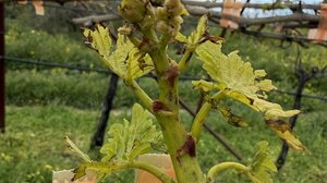 Ένα σταφύλι εδώ κι ένα...παραπέρα - Φόβους για τον βλαστό εκφράζουν οι αμπελουργοί μετά το χαλάζι